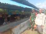 Cegah PMK, Kopda A Winaryo Monitoring dan Sosialisasi ke Peternak di Wilayah Binaan